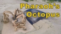 Pharaoh's Octopus.